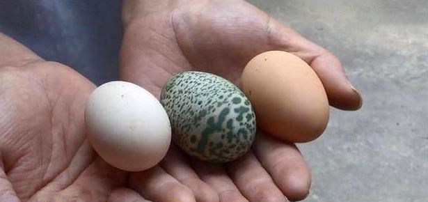 The egg has the same size as other eggs but its shell is covered in green speckles