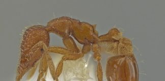 The new ant species, pictured, which is called Strumigenys ananeotes - or 