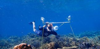 Dead patches on Australia