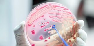 Several strands of Escherichia coli bacteria (pictured) are already used to create biofuels however they normally feed off sugar - which is not a freely abundant substance (stock)