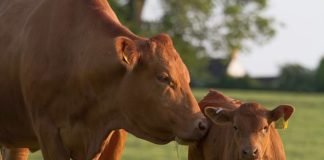 A new vaccine that could stop the spread of tuberculosis in cattle is offering wildlife groups hope that it could see the end of badger culls (stock image)