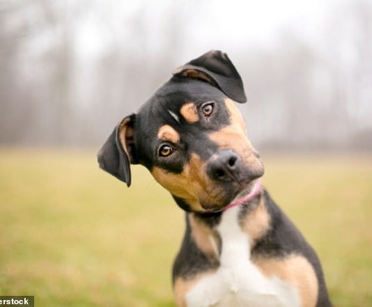 New research from the Max Planck Institute for Evolutionary Anthropology shows that adults from dog-friendly cultures are able to identify facial expressions in dogs with a greater degree of accuracy than those from cultures less friendly to dogs