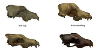 Different skulls belonging to various types of sledge dogs used by the Inuit who migrated from Alaska and Siberia to the North American Arctic