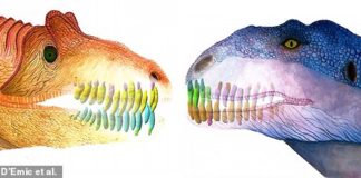 A meat-eating dinosaur (Majungasaurus, right) could replace its teeth as fast as a present day shark — growing replacement gnashers every two months, a study has found. Left, the skull and teeth of a Ceratosaurus, which researchers analysed for comparison