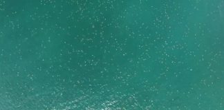 Each small white dot in this picture is a sea turtle preparing to go onshore and lay their eggs. The turtles are 