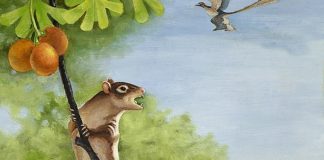 Fossils of Jeholbaatar kielanae (pictured in a drawing above) was discovered by researchers in China and may help reveal how and why mammals