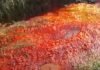 The Nahal Alexander river turning red with blood in Israel